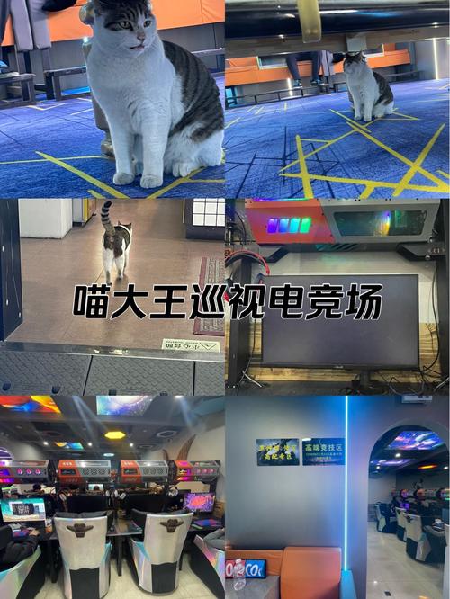 喵游电竞平台赏金赛v1.0