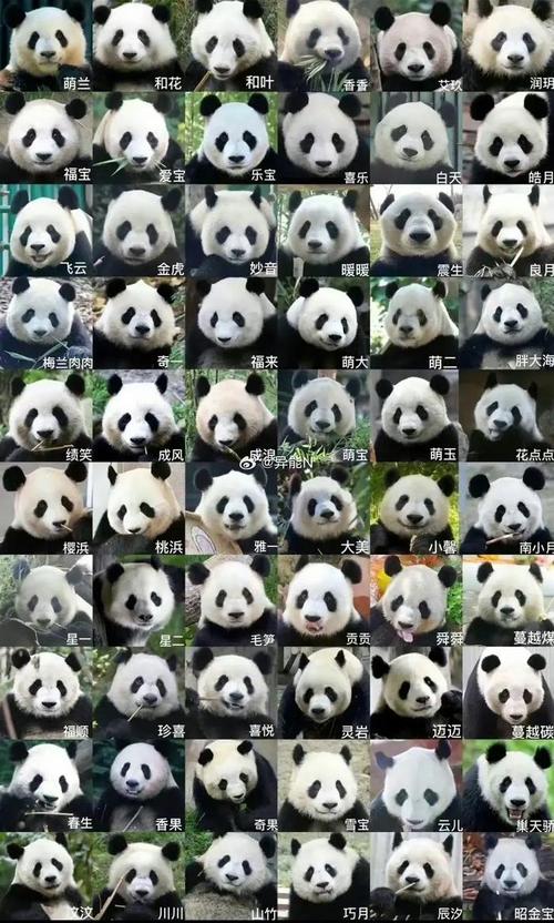熊猫家族关系图